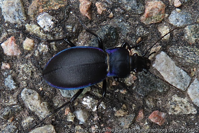 Violet ground beetle